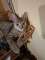 Rysia - 9 miesi�czna koteczka do adopcji