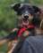 P�otka - m�oda terrierka, weso�a, przyjazna sunia!